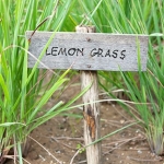 lemongrass-in-garden_istock (2).jpg